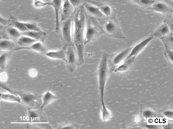 PtK1 cell