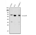Anti-SHP1/PTPN6 Antibody Picoband®