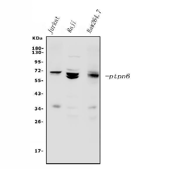 Anti-SHP1/PTPN6 Antibody Picoband®