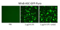 NFκB-ASC (Pyroptosis) Reporter Lentivirus – Figure 1 of 1
