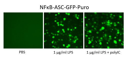 NFκB-ASC (Pyroptosis) Reporter Lentivirus – Figure 1 of 1
