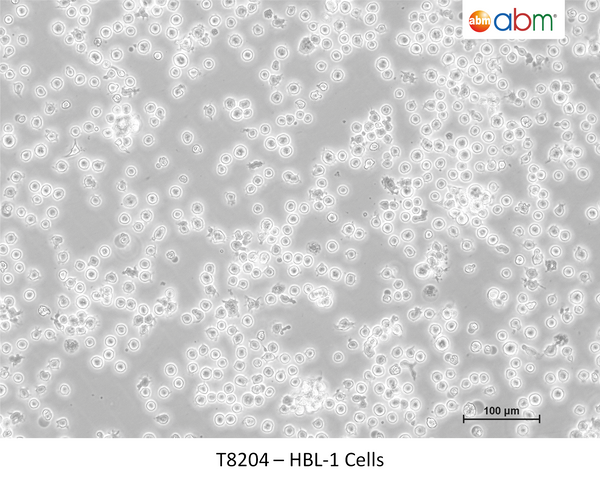 HBL-1 Cells – Figure 1 of 1