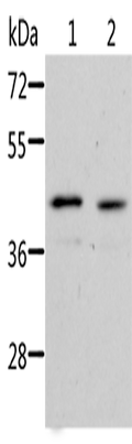 NIF3L1 Polyclonal Antibody – Figure 1 of 2