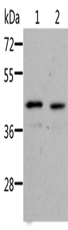 NIF3L1 Polyclonal Antibody – Figure 1 of 2