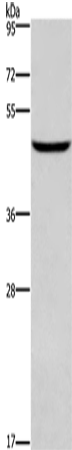 DMRT3 Polyclonal Antibody – Figure 1 of 4