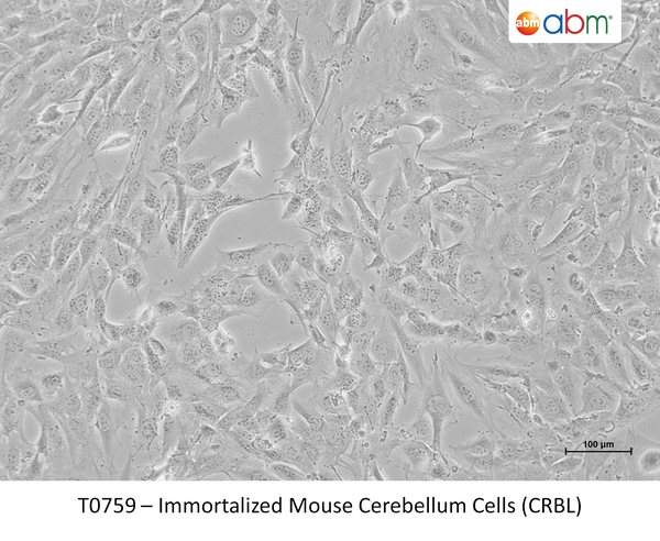 Immortalized Mouse Cerebellum Cells (CRBL) – Figure 1 of 1