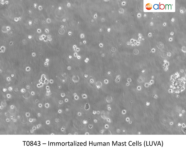 Immortalized Human Mast Cells (LUVA) ; <span style="color: #ef6331;">Not capable of histamine release (degranulation)</span> | Applied Biological Materials (abm)