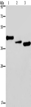 CYR61 Polyclonal Antibody – Figure 1 of 3