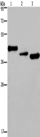 CYR61 Polyclonal Antibody – Figure 1 of 3