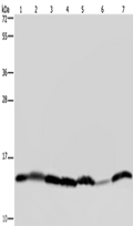 HIST1H2AH Polyclonal Antibody – Figure 1 of 4