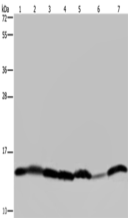 HIST1H2AH Polyclonal Antibody – Figure 1 of 4