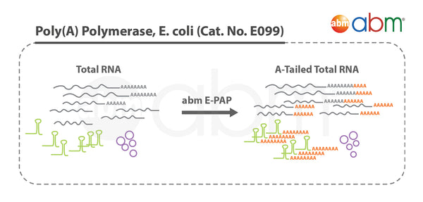 Poly(A) Polymerase, E. coli