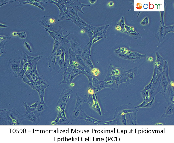 Immortalized Mouse Proximal Caput Epididymal Epithelial Cell Line (PC1) | Applied Biological Materials (abm)