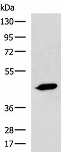 ASB10 Polyclonal Antibody – Figure 1 of 2