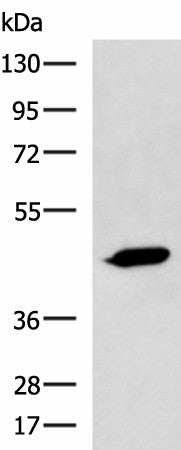 ASB10 Polyclonal Antibody – Figure 1 of 2