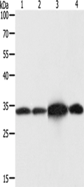 NAPA Polyclonal Antibody – Figure 1 of 4