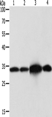 NAPA Polyclonal Antibody – Figure 1 of 4