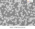 J774M Tumor Cell Line | Applied Biological Materials (abm)