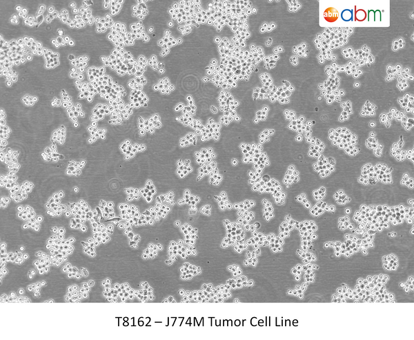 J774M Tumor Cell Line | Applied Biological Materials (abm)