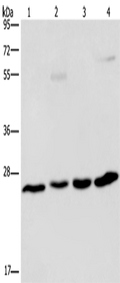 ETHE1 Polyclonal Antibody – Figure 1 of 2