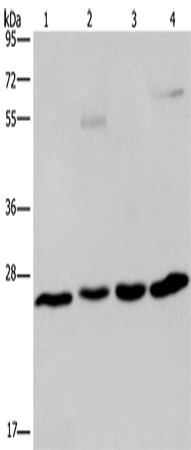 ETHE1 Polyclonal Antibody – Figure 1 of 2