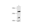 BBC3 Polyclonal Antibody – Figure 1 of 3