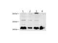 S100A4 Polyclonal Antibody – Figure 1 of 6