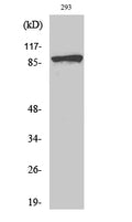 Phospho-Catenin beta (Ser37) Polyclonal Antibody – Figure 1 of 4
