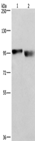 KIAA1524 Polyclonal Antibody – Figure 1 of 2