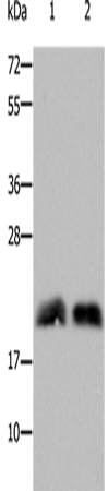 RHOB Polyclonal Antibody – Figure 1 of 2