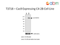 Cas9 Expressing C4-2B Cell Line | Applied Biological Materials (abm)