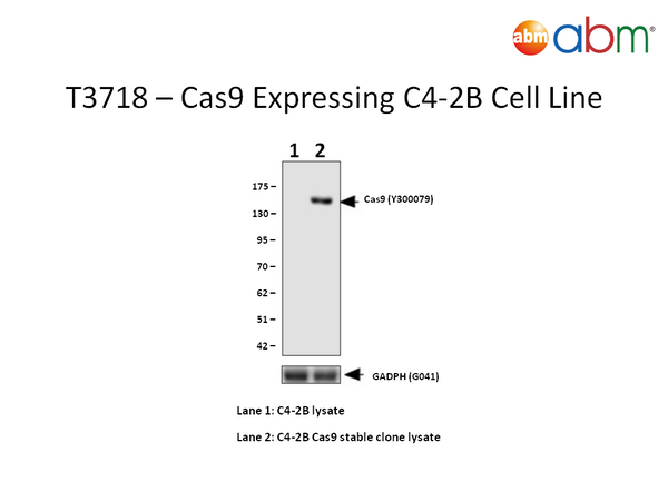 Cas9 Expressing C4-2B Cell Line | Applied Biological Materials (abm)