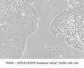 USP18 CRISPR Knockout HaCaT Stable Cell Line | Applied Biological Materials (abm)