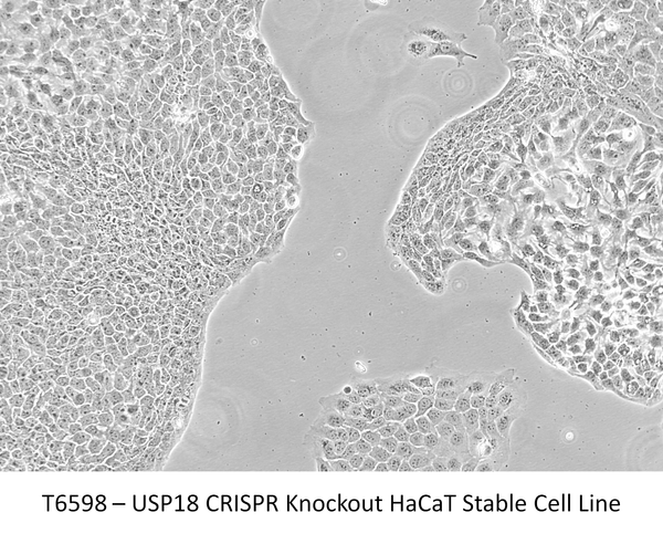 USP18 CRISPR Knockout HaCaT Stable Cell Line | Applied Biological Materials (abm)