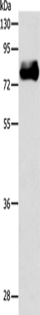 ABLIM1 Polyclonal Antibody – Figure 1 of 2
