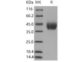 Recombinant Mouse Factor D Protein (aa 1-258, His Tag) – Figure 1 of 2