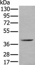 WDFY2 Polyclonal Antibody – Figure 1 of 3