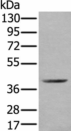 WDFY2 Polyclonal Antibody – Figure 1 of 3