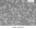 AR42J Cells – Figure 1 of 1