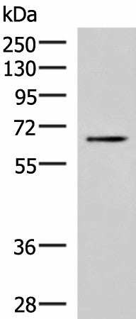 BRD9 Polyclonal Antibody – Figure 1 of 3