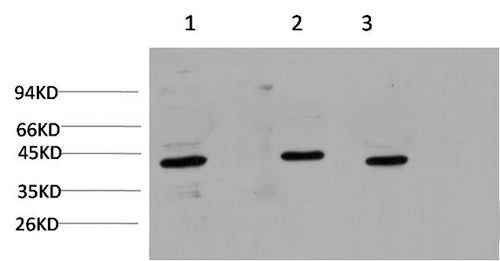 ACTA1 Monoclonal Antibody – Figure 1 of 4