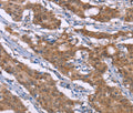 Histamine H3 Receptor Polyclonal Antibody – Figure 1 of 3
