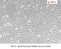 BVDV Resistant MDBK Cell Line (CRIB) | Applied Biological Materials (abm)
