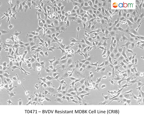 BVDV Resistant MDBK Cell Line (CRIB) | Applied Biological Materials (abm)