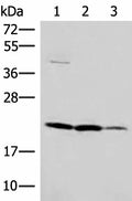 IL37 Polyclonal Antibody – Figure 1 of 3