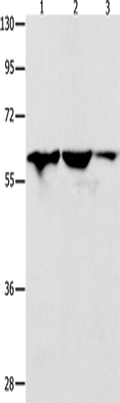 DNAJC7 Polyclonal Antibody – Figure 1 of 2