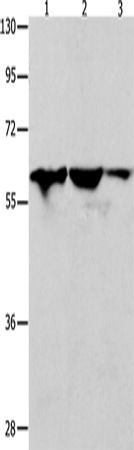 DNAJC7 Polyclonal Antibody – Figure 1 of 2