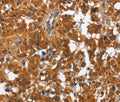 PAK2 Polyclonal Antibody – Figure 1 of 2