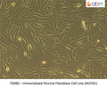 Immortalized Porcine Fibroblast Cell Line (iKUF01) | Applied Biological Materials (abm)