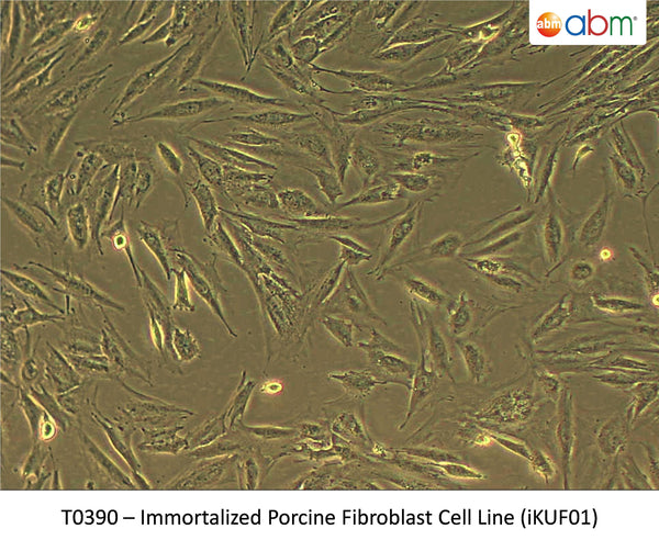 Immortalized Porcine Fibroblast Cell Line (iKUF01) | Applied Biological Materials (abm)